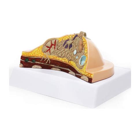 Buy Educational Model Anatomy Model Anatomical Human Female Chest ...