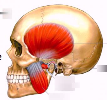 Image result for Masseter Muscle Trigger Point