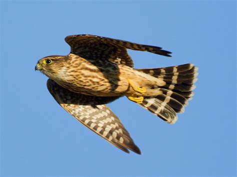Image result for Merlin In-Flight