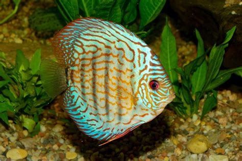 Image result for Discus Fish for Beginners