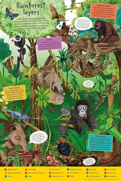 First Rainforest Book – Bombay Kids Company