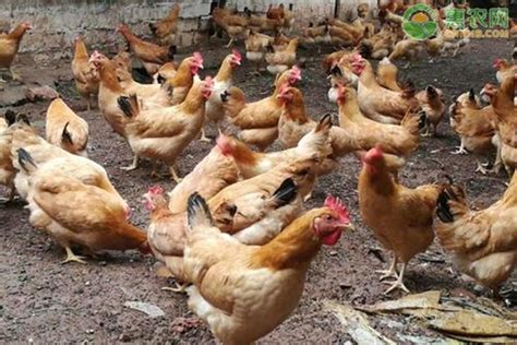 2021年1月全国淘汰鸡价格最新行情 - 惠农网