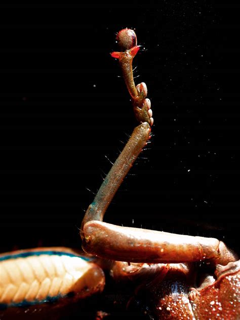 Image result for Alien Ooz