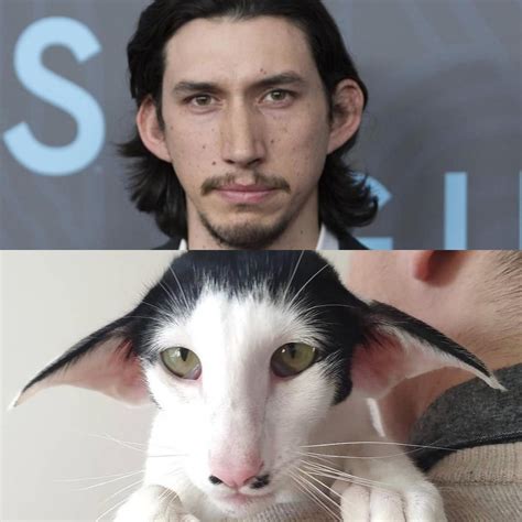 Uncanny resemblance : r/AdamDriverCats