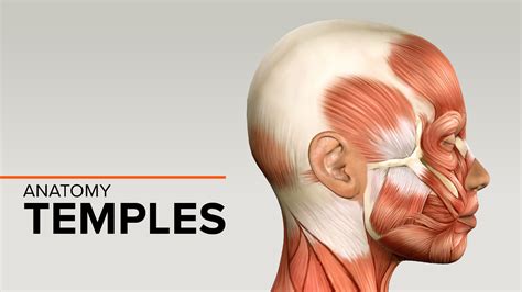 Anatomy of the temples | Merz Aesthetics Medical Forum