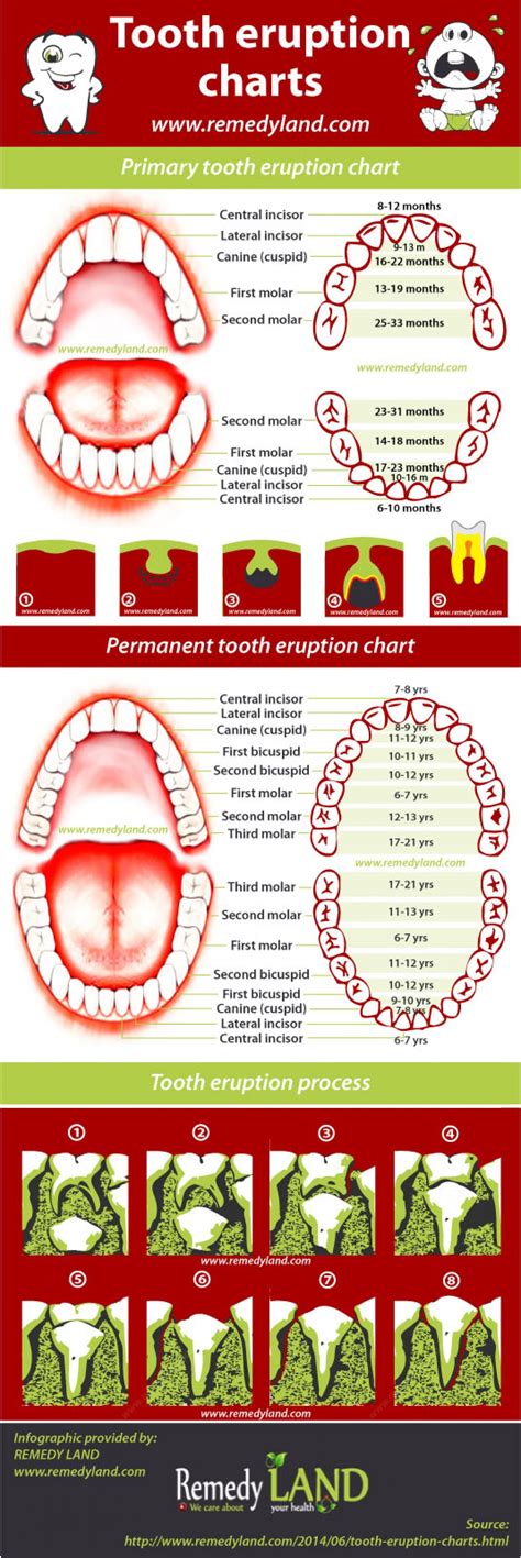 Primary and permanent teeth eruption chart | Visual.ly | Pediatri ...