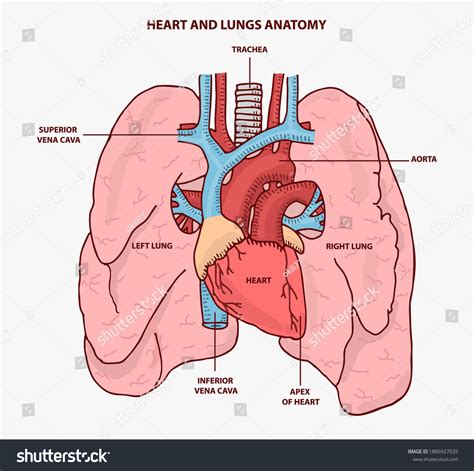 Heart Lungs Anatomy Illustration Vector Stock Vector (Royalty Free ...