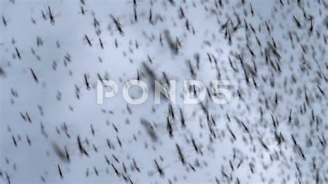 Midge Fly Swarms