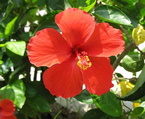 Cayena Flor Colores Cheapest Wholesale | www.oceanproperty.co.th