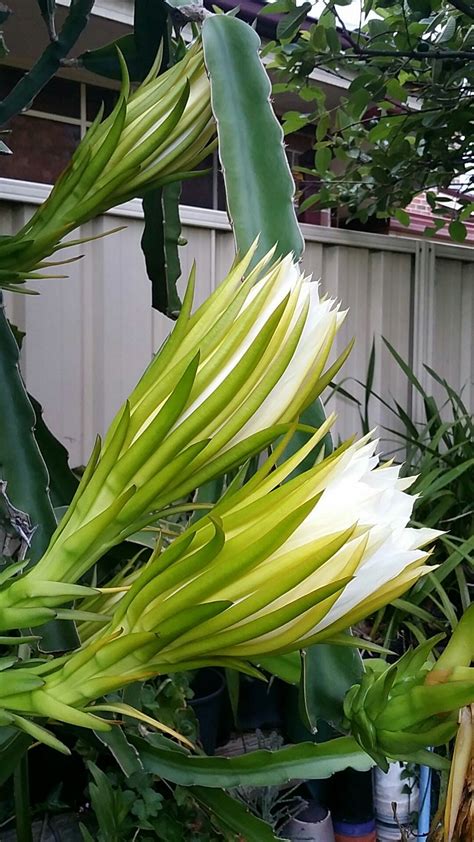 Dragon fruit flower – Artofit