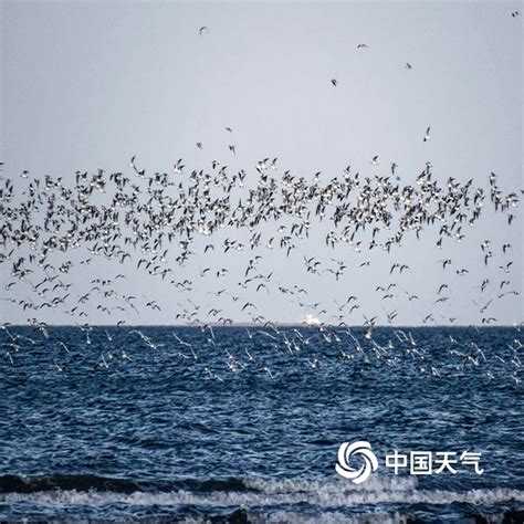 候鸟迁徙迎高峰 北戴河再现“万鸟临海”-高清图集-中国天气网