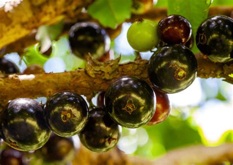 Madagascar Fruits And Vegetables And Exotic Fruits To Try