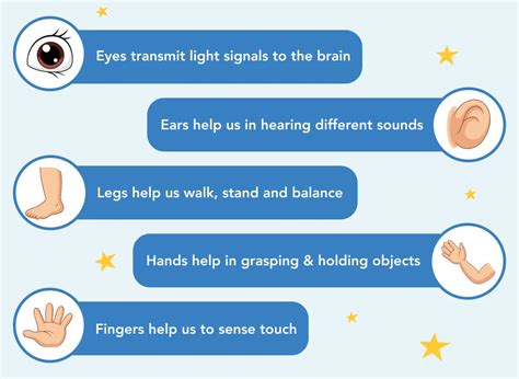 Body Part Names - A Guide On How To Teach Human Body Part Names To Kids