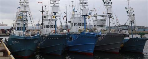 Japan Resumes Commercial Whale Hunting 30 Years After 'Stopping' - The Wire