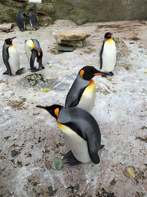 What’s the Difference? Penguin vs. Puffin | National Marine Sanctuary Foundation
