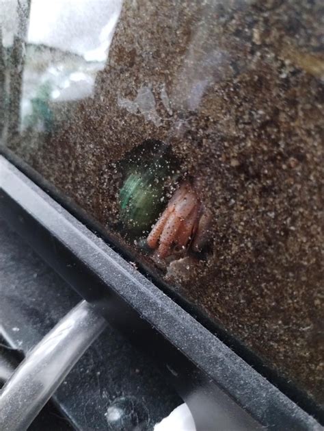 Caught one of my crabs molting : r/hermitcrabs