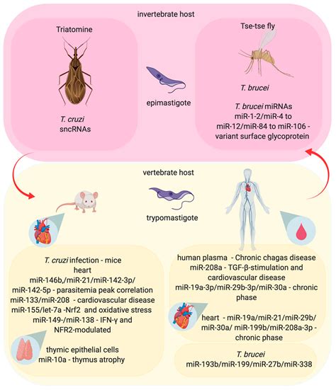 Biological Transmission Vector Examples at Dominic Nanya blog
