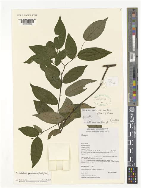 Monanthotaxis mannii (Baill.) Verdc. | Plants of the World Online | Kew ...