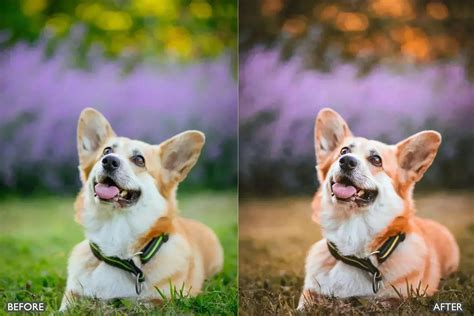 Pet Lovers Lightroom Presets | Premium Lightroom Presets