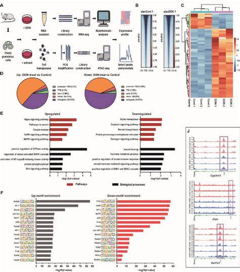Image result for ATAC-seq Data Analysis