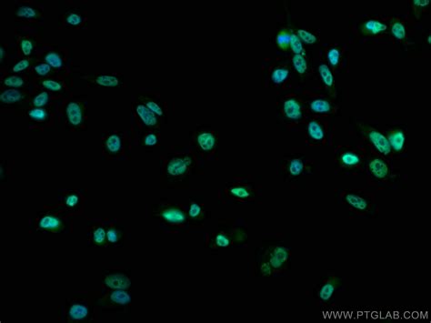 HNRNPH3 antibody (17674-1-AP) | Proteintech