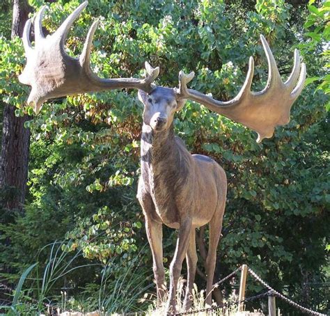 Rare Extinct Animals