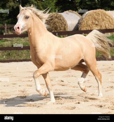 Gorgeous palomino welsh mountain pony stallion running Stock Photo - Alamy