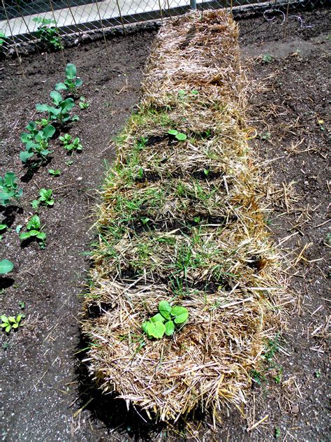 Hay bale Garden Update - Misfit Gardening