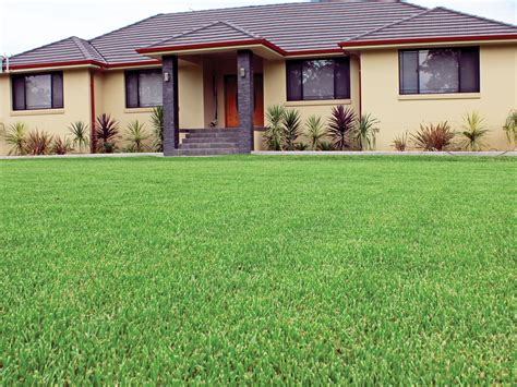 When to Plant Buffalo Grass - Best Seasons | myhomeTURF