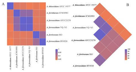 Isolation and Characterization of A Novel Iron–Sulfur Oxidizing ...