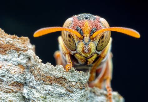 Paper wasps that can recognize faces are more cooperative - Earth.com