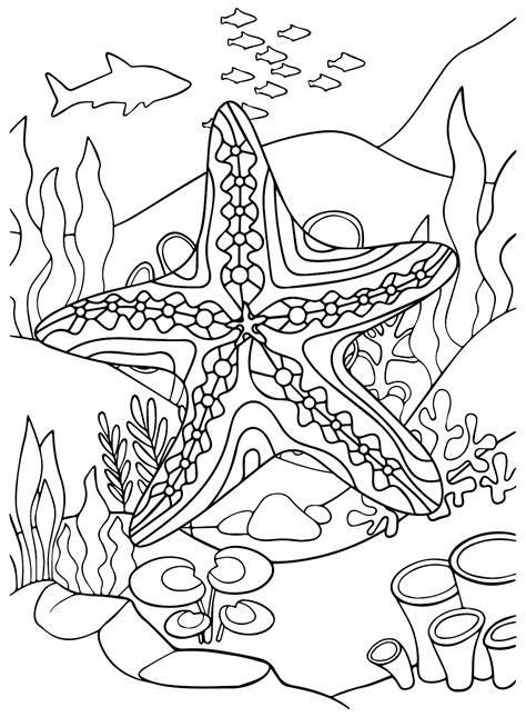 Imágenes Estrellas De Mar Para Colorear - Estrellas De Mar Para ...
