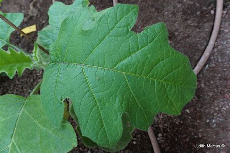 Solanum macranthum - Potato Tree, Giant Star Potato Tree, סולנום גדול ...