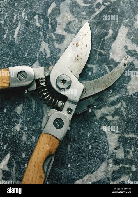 How to Use Loppers 的图像结果