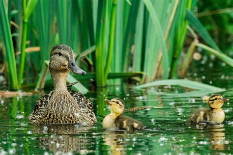Everything You Ever Wanted to Know About Ducks