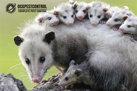 What Do Possums Eat? - Ocg Pest Control & Termite Prevention Services ...
