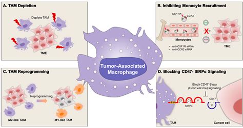 Nanoparticles Targeting Innate Immune Cells in Tumor Microenvironment