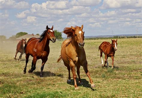 Free photo: Horse Farm - Animal, Farm, Horse - Free Download - Jooinn