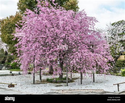 Weeping japanese cherry tree hi-res stock photography and images - Alamy