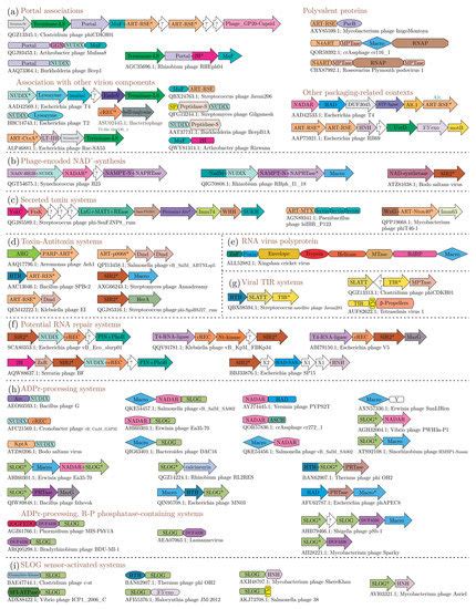 Apprehending the NAD+–ADPr-Dependent Systems in the Virus World
