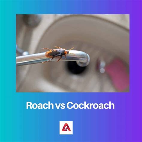 Roach vs Cockroach: Difference and Comparison