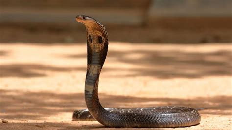 Snake Ear:क्या सांप के होते हैं कान, क्या सच में सुन सकते हैं विषधर? नई ...