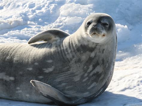 Seal - Lyndsey Keener
