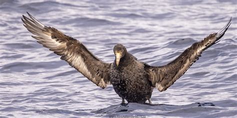Northern and Southern Giant Petrel courtship and breeding – Alex Aitkenhead