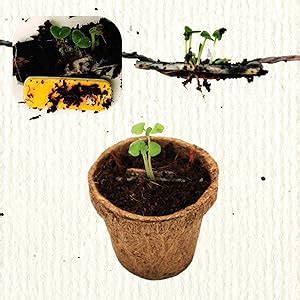 bioQ Plantable Rakhi Combo: - 2rakhi with Planting Kits & plantable ...