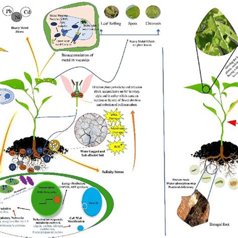 Stress Biology 的图像结果