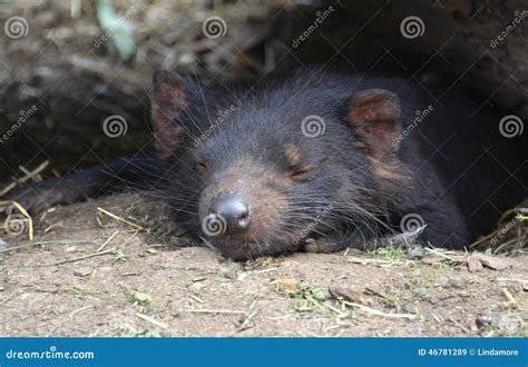 Cute Tasmanian Devil Sleeping in Den Stock Image - Image of black ...