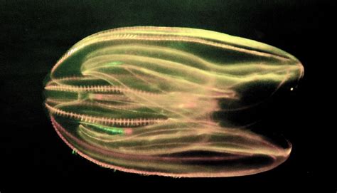 Phylum Ctenophora Comb Jellies (Phylum Ctenophora) · INaturalist