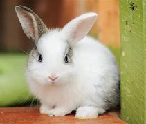 Image result for Baby Bunny Rabits