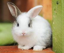 Image result for Little Baby Bunnies